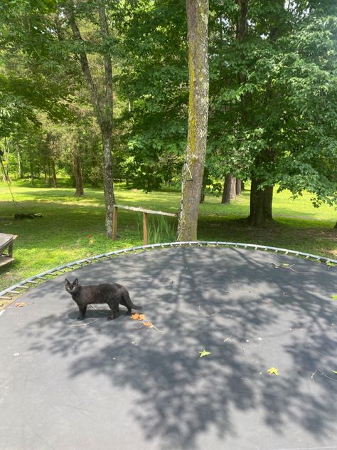 Aesthetic Trampoline, Trampoline Aesthetic, Backyard Trampoline, Mini Trampoline, Visual Aid, Aesthetic Cat, Trampoline Park, Dream House Rooms, Ghost Town