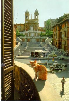 Piazza di Spagna /  Spanish Steps and Kitty Orange And White Cat, Cat Island, Spanish Steps, Exotic Cats, Cat Travel, Ginger Cats, Stray Cat, Orange Cat, Rome Italy