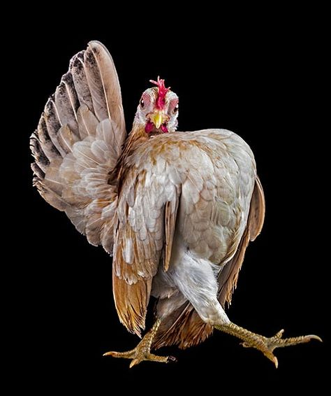 Serama Chicken, Bird Breeds, Fancy Chickens, Beautiful Chickens, Chickens And Roosters, Chicken Art, Glamour Shots, Chicken Humor, Chicken Breeds