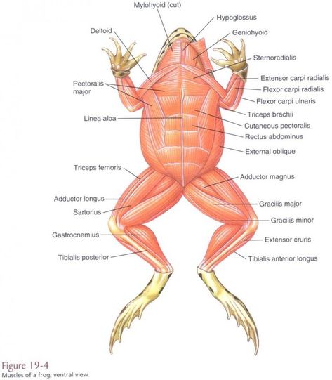 Picture Frog Dissection Worksheet, Frog Dissection, Fish Anatomy, Anatomy Images, Vet Medicine, Frog Pictures, Frog Drawing, Biology Lessons, Muscular System