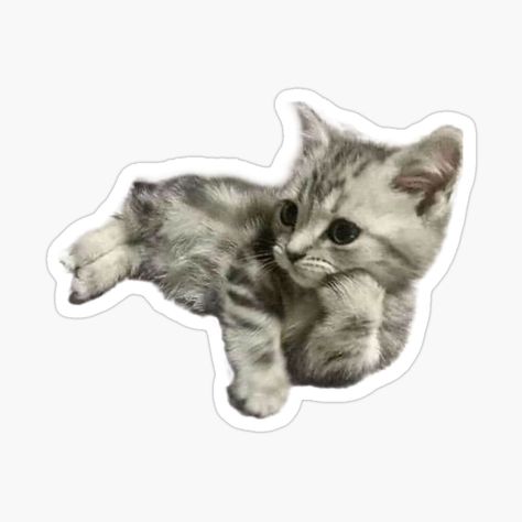 Sticker Icons Png, Cat Stickers Aesthetic, Cute Png Stickers, Art Stickers Aesthetic, Gatos Stickers, Cat Stickers Printable, Cute Animals Stickers, Funny Cat Stickers, Cozy Stickers