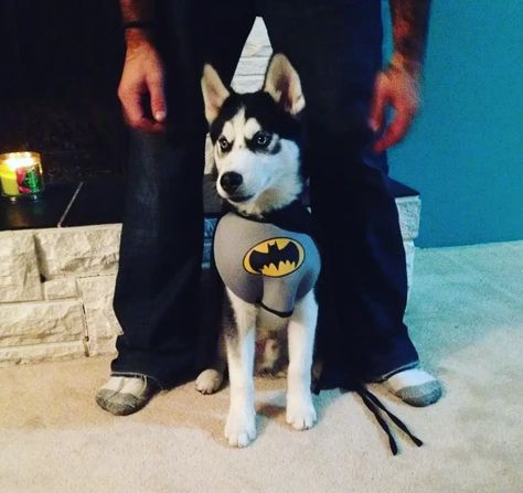 75+ Costumes That Prove Huskies Always Win At Halloween - The Paws Husky Halloween Costumes, Big Dog Halloween Costumes, Husky Costume, Batman Dog, Baby Huskies, Girl Dog Names, Pomeranian Lovers, Batman Costume, Famous Dogs