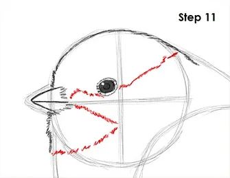 How To Draw A Chickadee Step By Step, Chickadee Drawing, Flying Bird Drawing, Draw Birds, Animal Tutorial, Drawing Birds, Draw Lips, Bird Images, Drawing Instructions