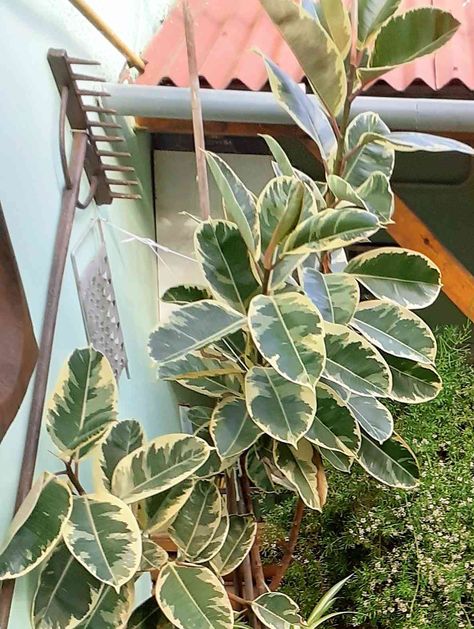 Rubber Plant Indoor, Rubber Plant Care, Best Indoor Trees, Tree Types, Creeping Fig, Ficus Microcarpa, Ficus Pumila, Ficus Benjamina, Plant Indoor