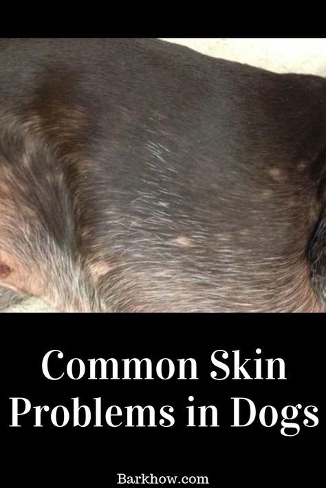 How to Deal with Common Skin Problems in Dogs. How to Reduce Your Pet’s Risk of Developing Skin Conditions. Dog Rash, Dog Flea Remedies, Itchy Dog Skin, Dog Paw Care, Dog Skin Allergies, Puppy Care Tips, Dog Hot Spots, Dog Skin Problem, Flea Remedies