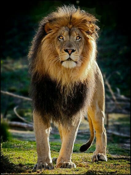 Majestic Lion 🦁 Animal Anime, Lion Sketch, Tattoo Lion, Lion Photography, Lions Photos, Beautiful Lion, King Lion, Lion Love, Lion King Art