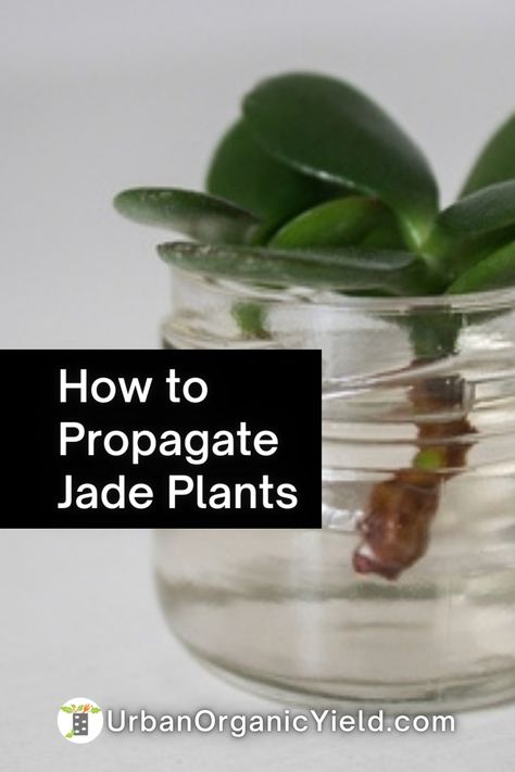 Jade Plant Cuttings, How To Take Care Of Jade Plant, How To Propagate Jade Plant In Water, Jade Plant In Water, How To Grow Jade Plant, How To Propagate A Jade Plant, Jade Propagation, Propagating Jade Plants, Propagate Jade Plant