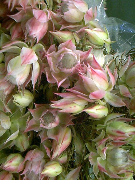 Leucodendron-Blushing-Bride. such a pretty green to use in any location! varies from white to blush with green. Firework Flowers, Australian Protea, Blushing Bride Plant, Dramatic Flowers, Pink Protea Flower, Pink Ice Protea Bouquet, Blushing Bride Flower, Australia Flowers, Blushing Bride Protea