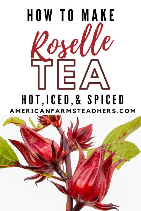 How To Make Roselle Tea: Hot, Iced, and Spiced Blending Recipes, Roselle Plant, Sorrel Plant, Roselle Tea, Hibiscus Drink, Making Bone Broth, Dried Hibiscus Flowers, Home Apothecary, Fire Cider