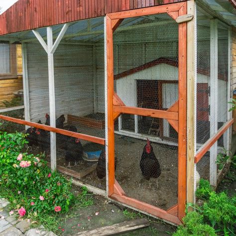 Dust Bath For Chickens, Heritage Chickens, Walk In Chicken Coop, Easy Chicken Coop, Chicken Coop Decor, Chicken Coop Signs, Chicken Signs, Best Chicken Coop, Raising Backyard Chickens