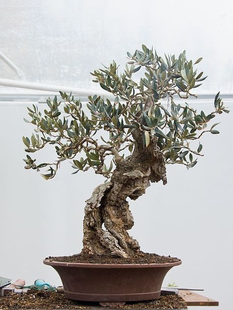 Home Aquaponics, Olive Bonsai, Olive Tree Bonsai, Backyard Aquaponics, Pre Bonsai, Indoor Bonsai Tree, Bonsai Styles, Indoor Bonsai, Olea Europaea