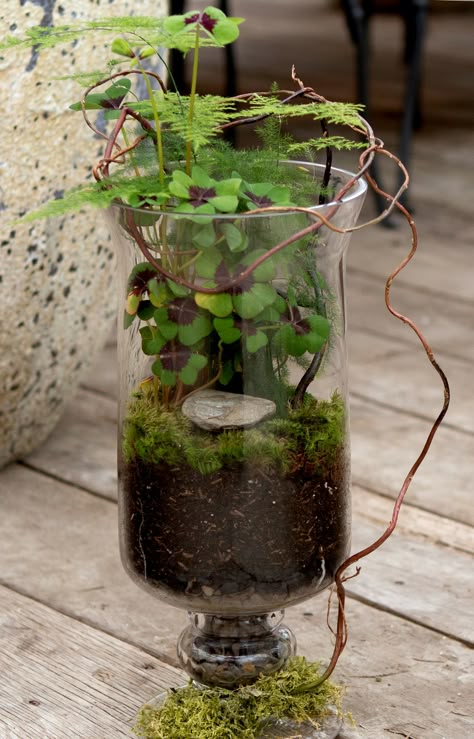 plante d'intérieur : Terrarium Aqua Plants, Terrarium Art, Terrariums Diy, Unique Terrarium, Terrarium Garden, Terrarium Ideas, Moss Terrarium, Moss Garden, Garden Terrarium