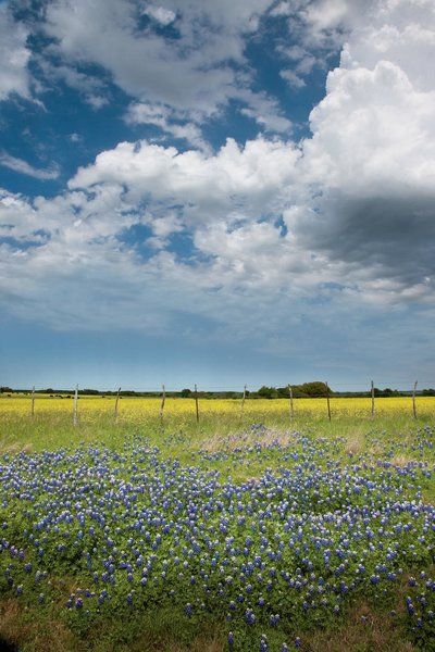 RX_1103 Texas Hill Country Intro Medina River, Bald Cypress Tree, Texas Spring, Explore Texas, Texas Adventure, Enchanted Rock, Texas Places, Bald Cypress, Texas Bluebonnets