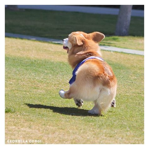 Skipping along through life, it works for him! #dogs #pets #Corgis facebook.com/sodoggonefunny Corgi Butts, Corgi Puppy, Cute Corgi, Pembroke Welsh Corgi, Corgi Dog, Cane Corso, Welsh Corgi, Cute Creatures, Shiba Inu