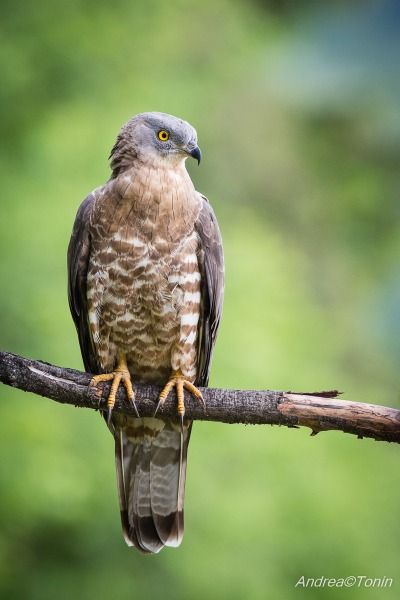 Merlin Falcon, British Birds Of Prey, Honey Buzzard, Scottish Animals, Common Buzzard, Raptors Bird, Tropical Africa, Kingdom Animalia, English Name