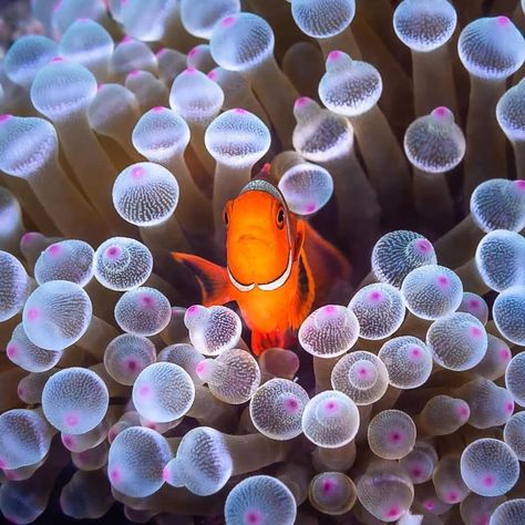 Anemonefish in anemone. Photo: Greg Lecoeur. Commensalism Relationship, Bubble Tip Anemone, Chill Space, Cnidaria, Sea Floor, Sea Anemone, Symbiotic Relationships, Aquatic Animals, Tropical Blue