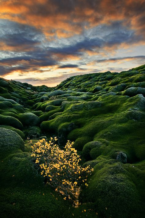 Laki fires into fluffy wooly miss pillows... ❄️ Iceland Moss Covered, Iceland Travel, Pretty Places, Places Around The World, Land Scape, Beautiful World, Travel Dreams, Beautiful Landscapes, Wonders Of The World