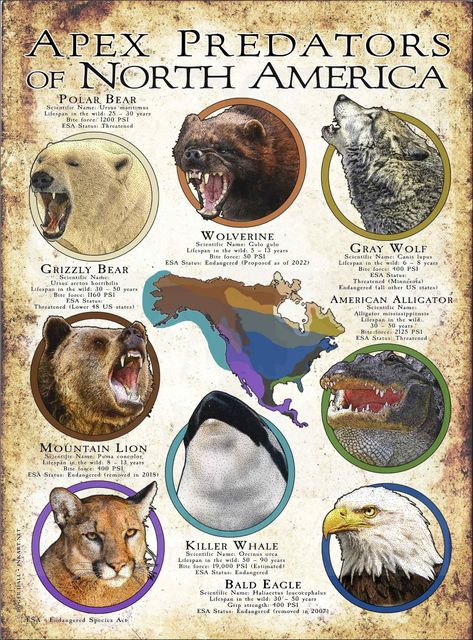 Apex Predator of North America Hawk Species, Informative Poster, America Poster, North American Animals, Conservation Biology, Cat Species, African Wild Dog, Ancient Animals, Animal Symbolism