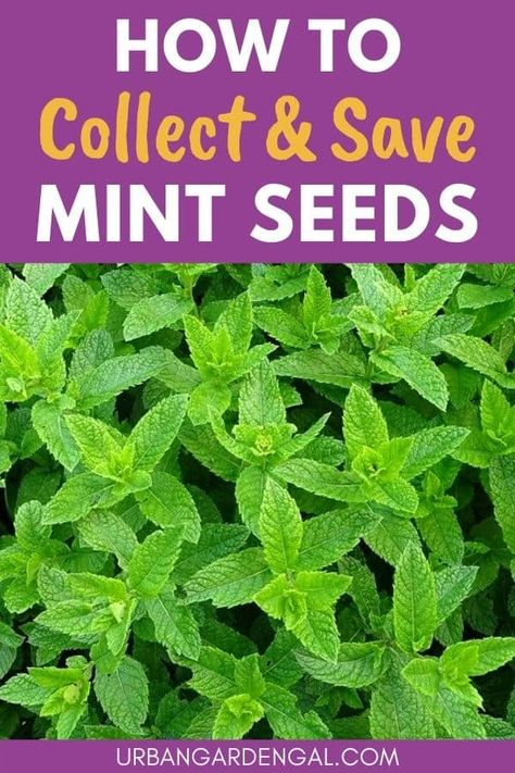 Seed Saving Ideas, How To Harvest Mint Leaves, How To Harvest Mint, Harvest Mint, Gardening Notebook, How To Store Seeds, Harvesting Seeds, How To Save Seeds, Seed Library