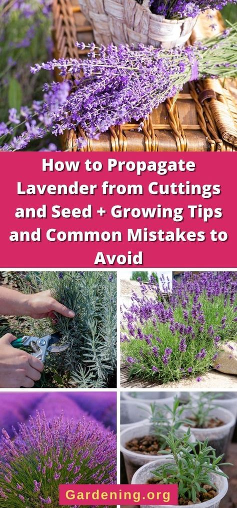 How To Harvest Lavender Seeds, Growing Lavender From Clippings, Propagate Lavender From Cuttings, Lavender Growing Tips, How To Grow Lavender In A Pot, How To Care For Lavender Plants Outdoors, Where To Plant Lavender Outdoors, How To Propagate Lavender From Cuttings, How To Prune Lavender Plant