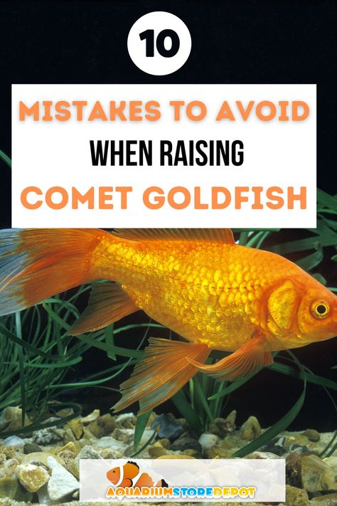 comet goldfish Comet Goldfish Tank, Goldfish Enrichment, 20 Gallon Long Aquarium, Baby Goldfish, Goldfish Care, 75 Gallon Aquarium, Common Goldfish, Comet Goldfish, Aquarium Store