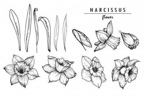 Narssicus Flower, Narcissus Tattoo, Flower Narcissus, Daffodil Flower Tattoos, Narcissus Flower Tattoos, Daffodil Tattoo, Narcissus Flower, Background Flower, Flower Sleeve