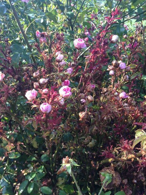 Rose Rosette Disease. Are The Knock Out RosesÂ® to blame? - FineGardening Rosette Disease, Rose Diseases, Knock Out Roses, Witches Broom, Grandmas Garden, Coming Up Roses, Fine Gardening, Rose Garden, Some People