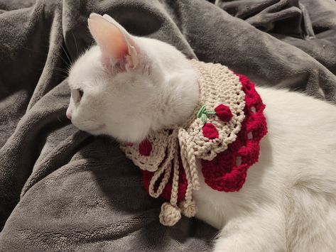 photo of a white cat in a crocheted collar Pet Collar Crochet, Crochet Cat Collar, Crocheted Collar, Boho Dog Collar, Crochet Skull Patterns, Capelet Pattern, Foundation Half Double Crochet, Crochet Capelet, Pom Dog