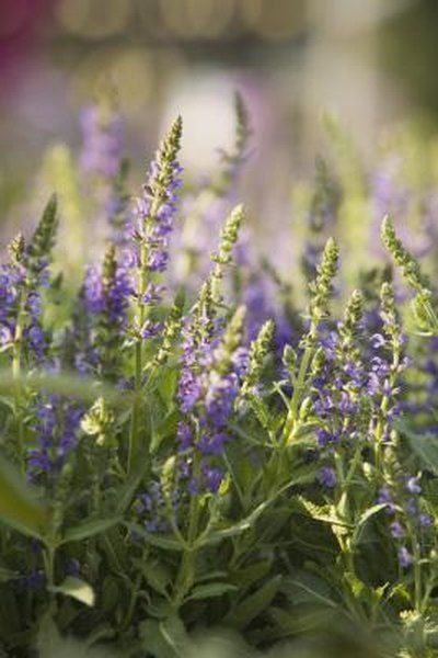 Lavender (Lavendula) is an aromatic perennial herb that adds a distinct charm to any landscape. Many varieties, such as Blue Scent Lavender, are perfect for growing as a lawn creeper or for naturalizing. Blue Scent plants reach a mature height of only 12 inches. Lavender is low maintenance as long at it gets plenty of ... Types Of Lavender Plants, Growing Lavender Indoors, Lavender Pruning, Planting Lavender, Grow Lavender, Spanish Lavender, Lavender Varieties, Lavender Seeds, Growing Lavender