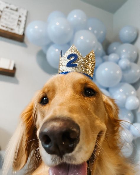 Dog Birthday Photoshoot, Dog Birthday Pictures, Golden Retriever Birthday, Dog Bday, Dog Party Decorations, Golden Retriever Baby, Dog Marketing, Puppy Birthday Parties, Pet Hotel