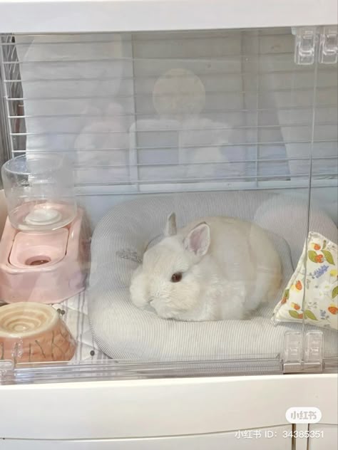 Rabbit Incloser Indoors, Bunny Cage Aesthetic, Rabbit Cage Aesthetic, Bunny Pen Indoor Aesthetic, Bunny Essentials, Pet Rabbits Aesthetic, Bunny Pet Aesthetic, Bunny Supplies, Bunny Needs