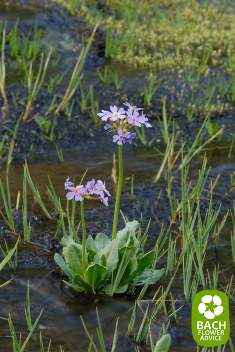 Bach flower remedy Water Violet works perfect for people wo are rather distant, proud and reserved. Water Violet helps you set aside your pride from time to time so that you become a more approachable person for others. #bachflowerremedies #edwardbach #waterviolet Rock Rose Bach Flower, Wild Violets Flowers, Vervain Bach Flower, Bach Remedies, Water Violet, Personal Advice, Essence Water, Healing Flowers, Purple Water With Flowers Aesthetic