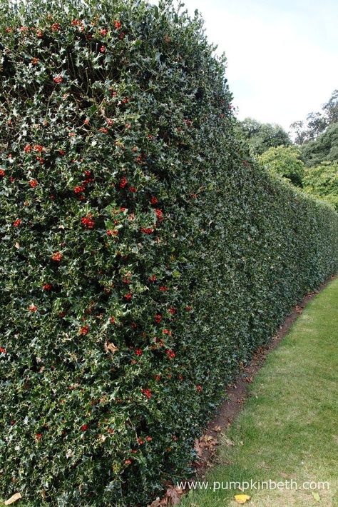 A beautiful holly hedge. Evergreen holly makes an excellent hedge that looks good all year round. Holly provides food and shelter for birds and other wildlife. If you're thinking of planting a hedge, ensure that your hedge grows right down to the ground, hedgehogs shelter and often nest under hedges, so this is an important habitat for hedgehogs and other wild animals. Holly Hedge, Hedges Landscaping, Indoor Palms, Garden Hedges, Front Gardens, Bottle Garden, Garden Shrubs, Evergreen Plants, Wildlife Gardening