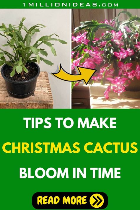 To coax this captivating cactus into its glorious bloom, you'll need a combination of suitable light, temperature, watering, and fertilization, as well as a dash of patience. Christmas Cactus Flower, Christmas Cactus Care, Cactus Bloom, Christmas Cactus Plant, Thanksgiving Cactus, Holiday Cactus, Cactus Care, Household Plants, Garden Solutions