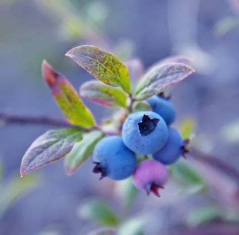 Blueberries Thing To Draw, Watercolor Fruit, Fruit Photography, Minimalist Tattoos, Fruit Painting, Airbrush Art, Arte Inspo, Still Life Art, Fruit Art