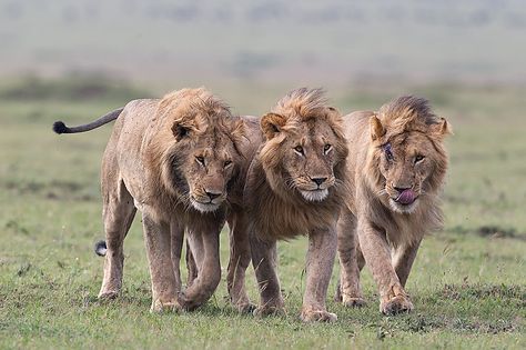 Three male Lions walking closely together, Masai Mara, Kenya Lioness And Cub Tattoo, African Wild Cat, Brave Animals, Lion Facts, Lion Africa, 3 Lions, Wild Lion, Lions Photos, Lion Wallpaper