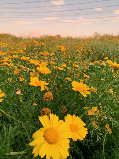 #flowers #yellow #flowerfield #aesthetic #softaesthetic Field Of Yellow Flowers Aesthetic, Flower Field Yellow, Yellow Flower Field Aesthetic, Yellow Field Aesthetic, Yellow Minimalist Aesthetic, Yellow Flowers Aesthetic, Cottagecore Background, Fields Flowers, Yellow Flower Field