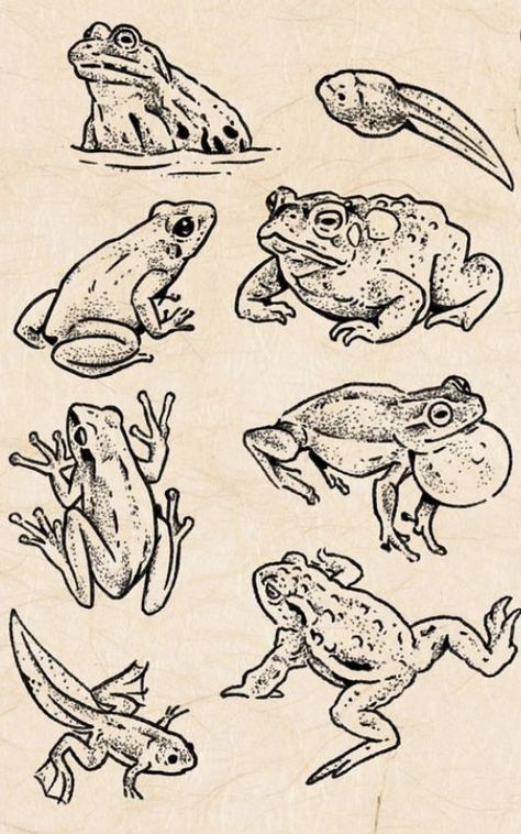 Matching Toad Tattoos, Toad Sketch Drawings, Frog Line Art Tattoo, Vintage Frog Tattoo, Toad Line Art, Toad Drawing Reference, Standing Frog Drawing, Tiny Frog Drawing, Bullfrog Tattoo