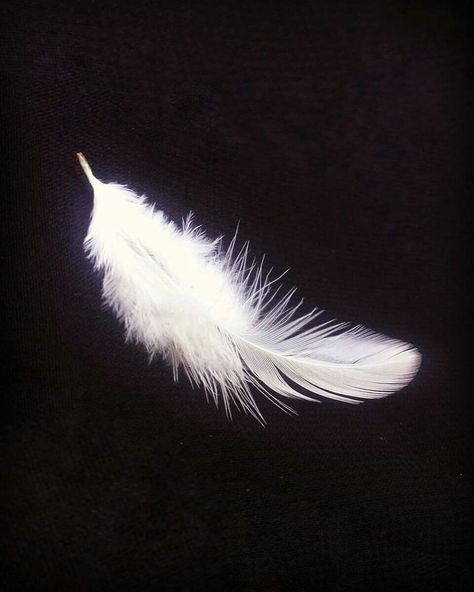 White Feathers Aesthetic, White Feather Aesthetic, Feather Aesthetic, 천사와 악마, Feather Symbolism, Feather Icon, Feather Photography, Final Fantasy Ix, Fat Art