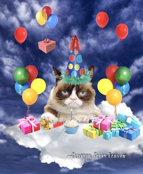 Evil Laugh, Happy Birthday In Heaven, Birthday In Heaven, Funny Cat Pictures, Good And Evil, Grumpy Cat, Cat Pics, Funny Cats, Happy Birthday