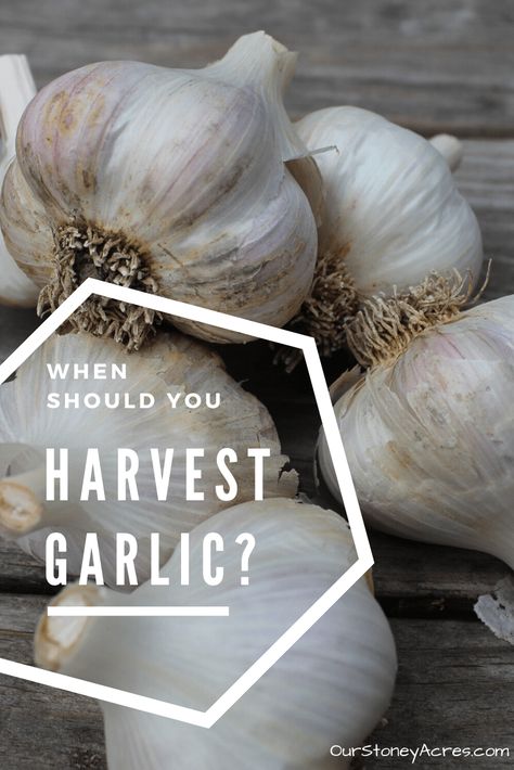 Harvesting Garlic from your backyard garden - Our Stoney Acres Garlic Gardening, Curing Garlic, When To Harvest Garlic, Backyard Vegetable Garden Ideas, Backyard Veggie Garden, Garden Garlic, Harvest Garlic, Fall Vegetable Gardening, Garlic Growing