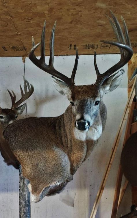 My Deer Mounts Deer Taxidermy Mounts, Whitetail Mounts, Deer Shoulder Mount, Deer Mount Ideas, Deer Taxidermy, Deer Hunting Decor, Deer Heads Mount, Whitetail Deer Pictures, Hunting Cabin Decor