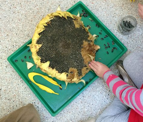 Sunflower Science Preschool, September Preschool Activities, Science Area Preschool, Preschool Science Center, Science Center Preschool, Science Experiments Kids Preschool, Science Table, Science Area, Fall Science