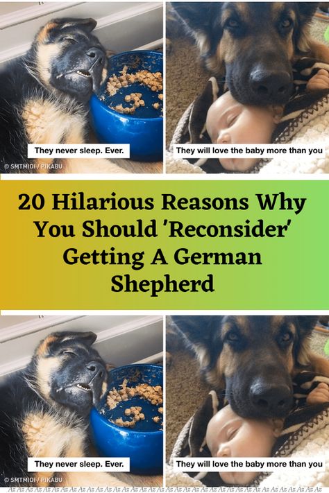 Adopting A Dog, Getting A Dog, German Shepherd Funny, Macro Photographers, Tech Humor, All Jokes, Warm Bed, Never Sleep, Very Scary