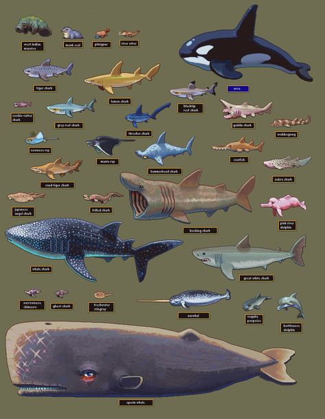 Animal Infographic, Shark Boy, Sea Creatures Art, Art Activities For Toddlers, Shark Art, Deep Sea Creatures, Creature Artwork, Activities For Toddlers, Prehistoric Creatures