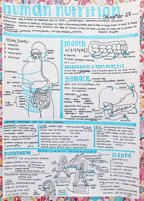 Nutritionist Study Notes, Nutrition In Human Beings Notes, Human Nutrition Notes, Nutrition In Amoeba Notes, Nutrition Notes College, Nutrition Notes Nursing, Nutrition Biology Notes, Neurosurgeon Aesthetic Notes, Nutrition Study Notes