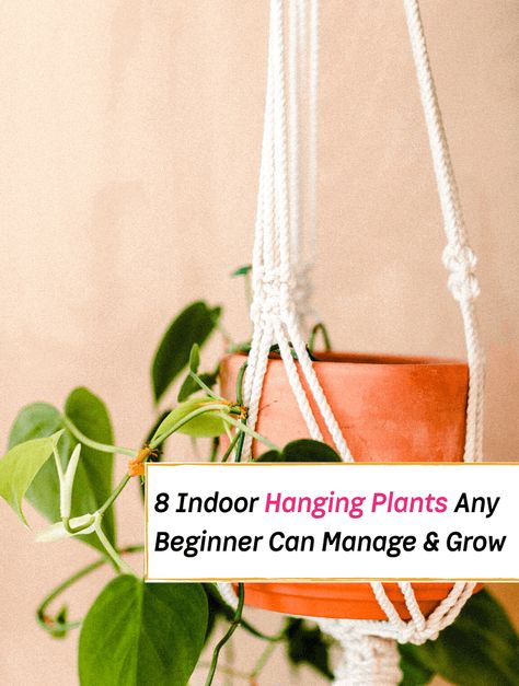 Indoor Plants Ideas Decor, Hanging Plant Indoor, Inside House Plants, Wall Plants Indoor, Plants For Health, Best Indoor Hanging Plants, Plants For Bedroom, Indoor Hanging Plants, Best Plants For Bedroom