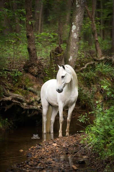 Gaited Horses, Majestic Horses, Gorgeous Horses, Country Gal, Horse Photo, Beautiful Horse Pictures, Enchanted Wood, Andalusian Horse, Most Beautiful Horses