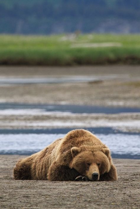 Bear sleeping, Katmai National Park and Preserve, Alaska - The grizzly bear (Ursus arctos ssp.), is any North American subspecies of the brown bear, such as the mainland grizzly (U. a. horribilis), the Kodiak (U. a. middendorffi), the peninsular grizzly (U. a. gyas) and the recently extinct California grizzly (U. a. californicus). Kodiak Bear, Sleepy Bear, Goats Funny, Bear Art, Grizzly Bear, Black Bear, 로고 디자인, Cute Bears, Brown Bear