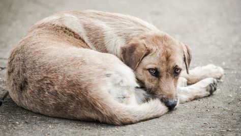 With cold weather and storms on the way, here's what you can do to help homeless dogs and cats. Stray Animals, Coconut Oil For Dogs, Oils For Dogs, Homeless Dogs, Itchy Skin, Dog Health, Dogs And Cats, Pet Health, Dog Care